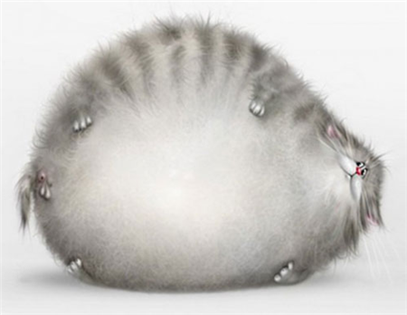 признаки истинного кошатника признаки истинного кошатника