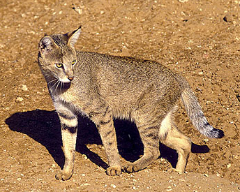 порода камышовый кот порода камышовый кот