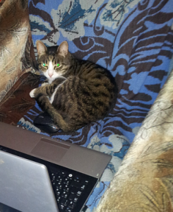 кот не может пописать причины