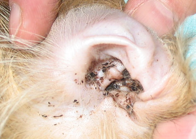 болезни кошек ушной клещ