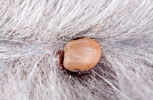 чем опасен укус клеща