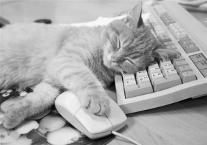 новости про кошек