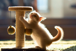 приучение к когтеточке