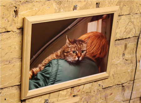 день эрмитажного кота день эрмитажного кота