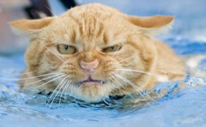 помыть кошку от блох