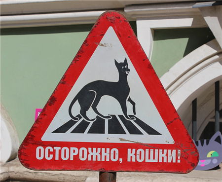 день эрмитажного кота день эрмитажного кота