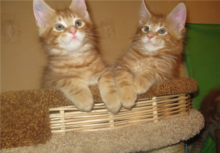 рыжие котята мейн кун рыжие котята мейн кун