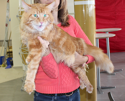 мейн кун на выставке мейн кун на выставке