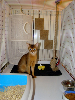 гостиница для кошек