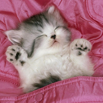 кошки много спят кошки много спят