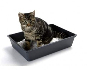 кот не ходит в лоток