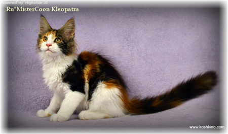 мейн кун черепаховый мейн кун черепаховый