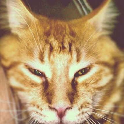 рыжий мейн кун вязка