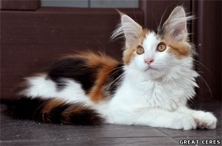 мейн кун черепаховый мейн кун черепаховый