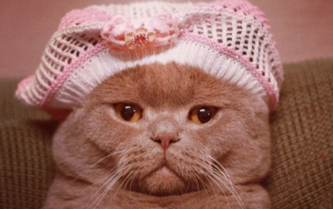 как приучить кота к лотку