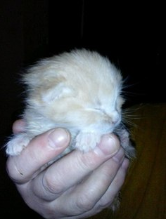 брошенный котенок