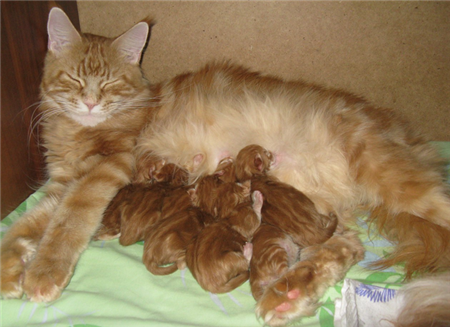 рыжие котята мейн кун рыжие котята мейн кун