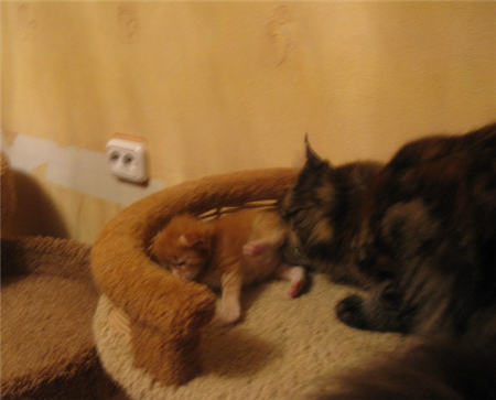 котята мейн кун котята мейн кун