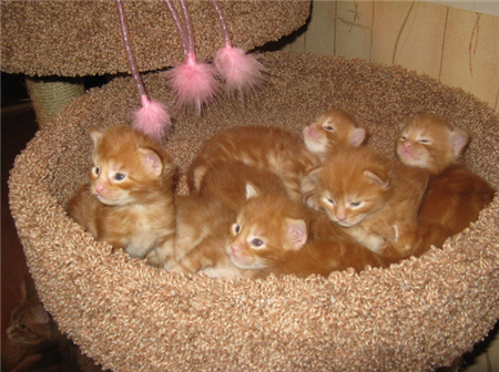 котята мейн кун котята мейн кун