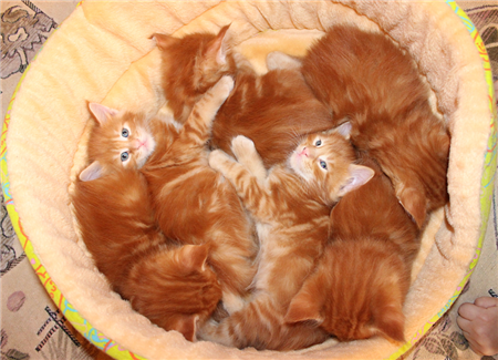 рыжие котята мейн кун рыжие котята мейн кун