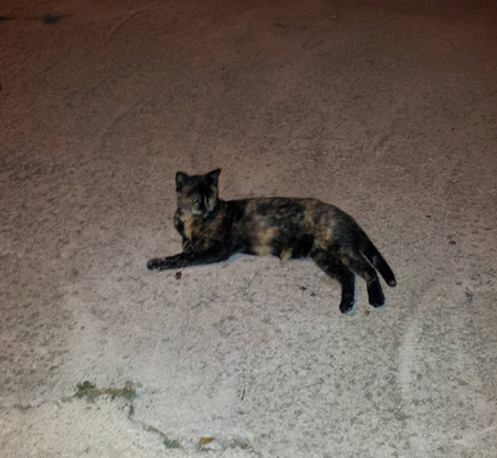 кошки на Родосе кошки на Родосе