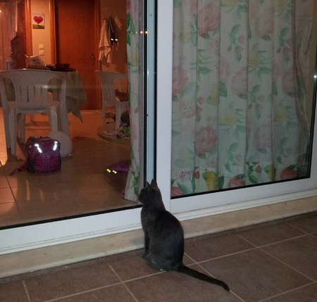 кошки на Родосе кошки на Родосе