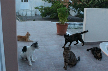 кошки на Родосе кошки на Родосе