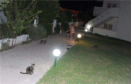 кошки на Родосе кошки на Родосе