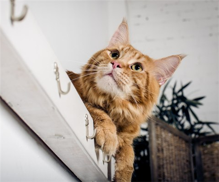 кот мейн кун метит территорию кот мейн кун метит территорию