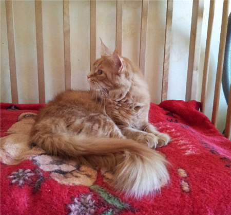 кошка мейн кун кошка мейн кун