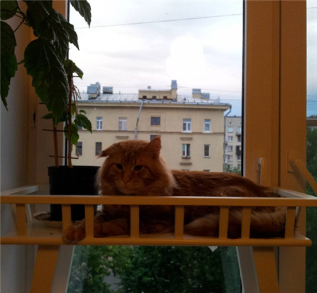 кот мейн кун кот мейн кун