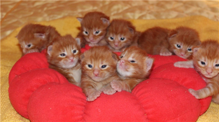 котята мейн кун котята мейн кун