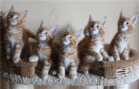котята мейн кун котята мейн кун