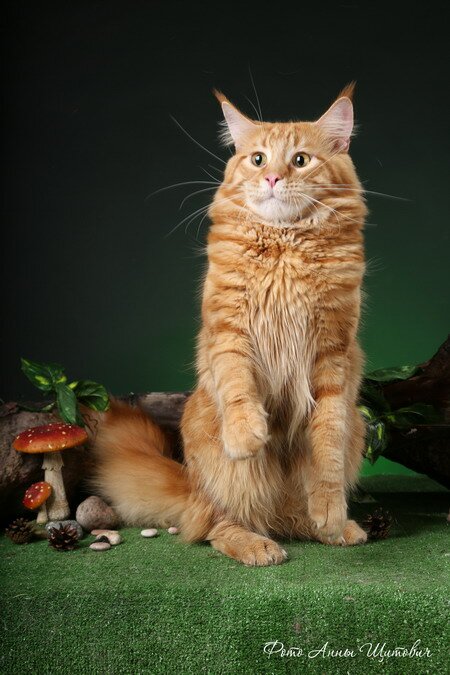 почему надо кастрировать кота почему надо кастрировать кота