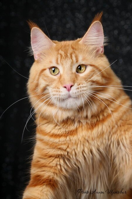 почему надо кастрировать кота почему надо кастрировать кота